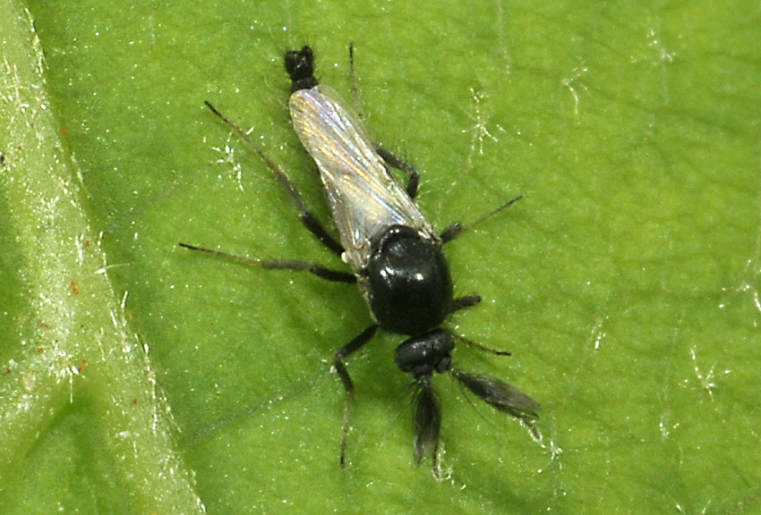 Ceratopogonidae